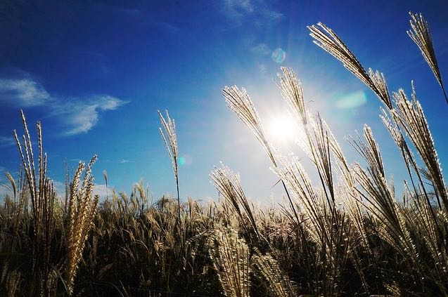 Sun in field